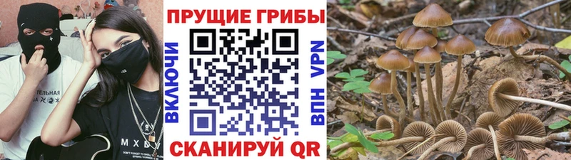 Галлюциногенные грибы GOLDEN TEACHER  Пролетарск 